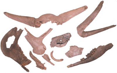 Bones and shells