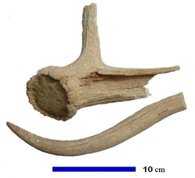 Parts of antlers
