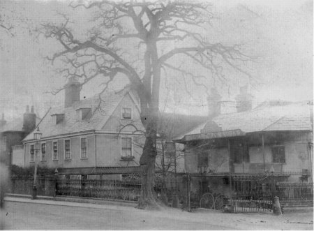 Buildings and tree